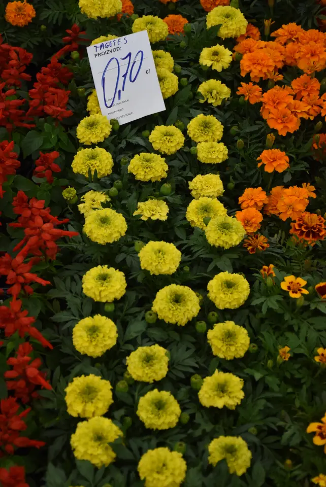 Sajam. Čakovec, 21.5.2025 (9)