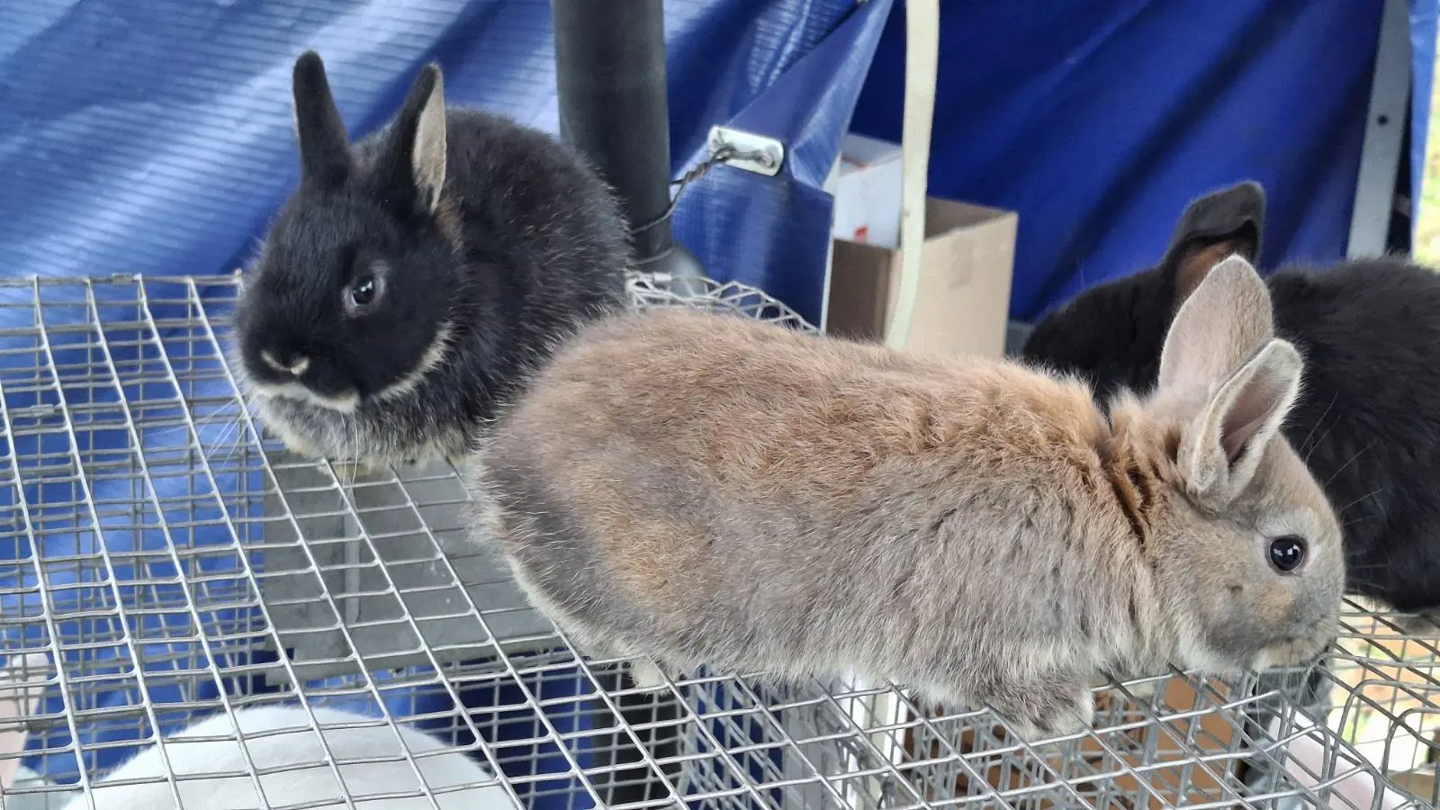 Sajam. Čakovec, 26.2 (10)