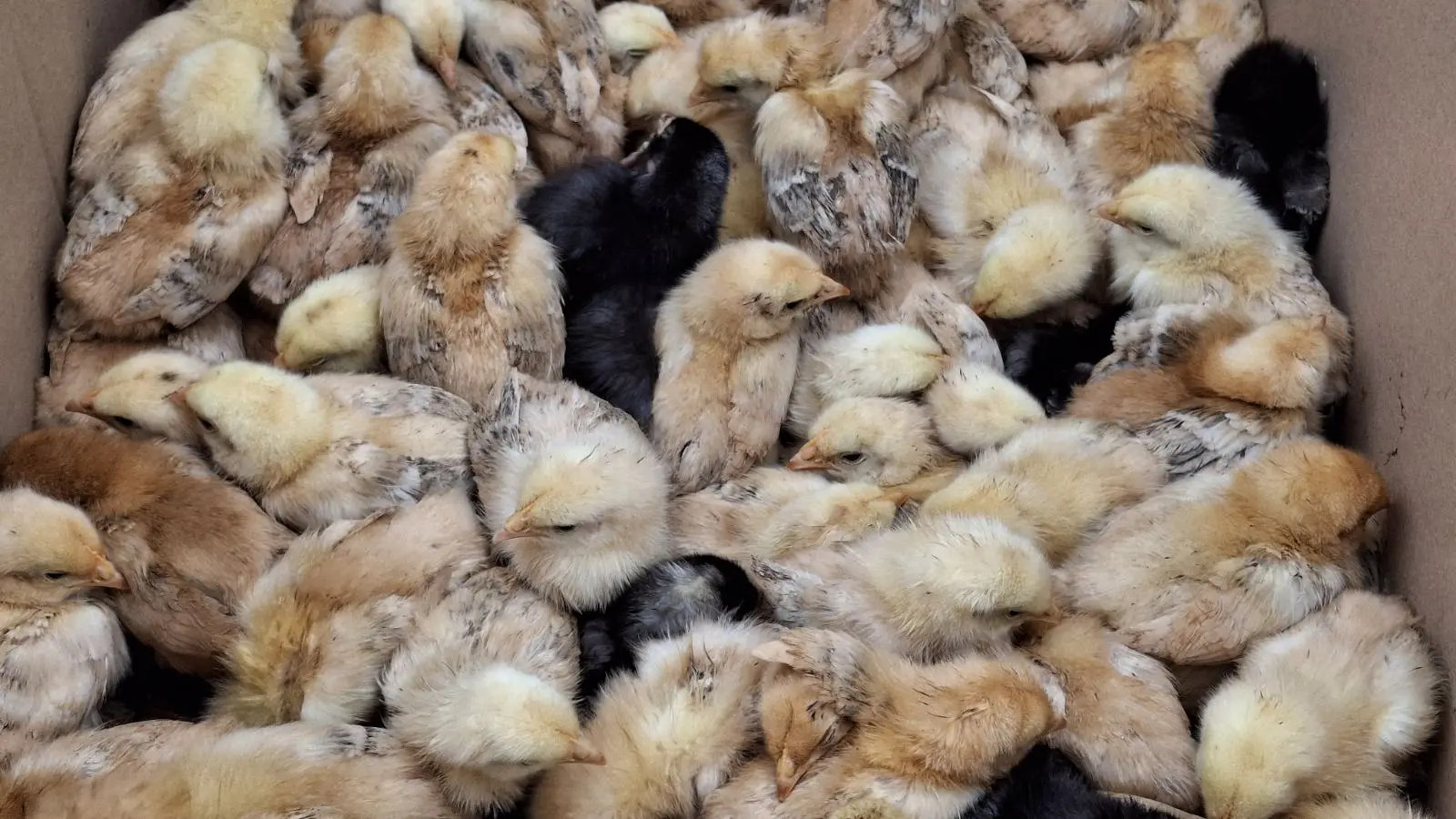 Sajam. Čakovec, 26.2 (11)