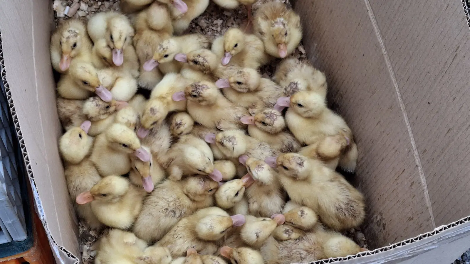 Sajam. Čakovec, 26.2 (12)