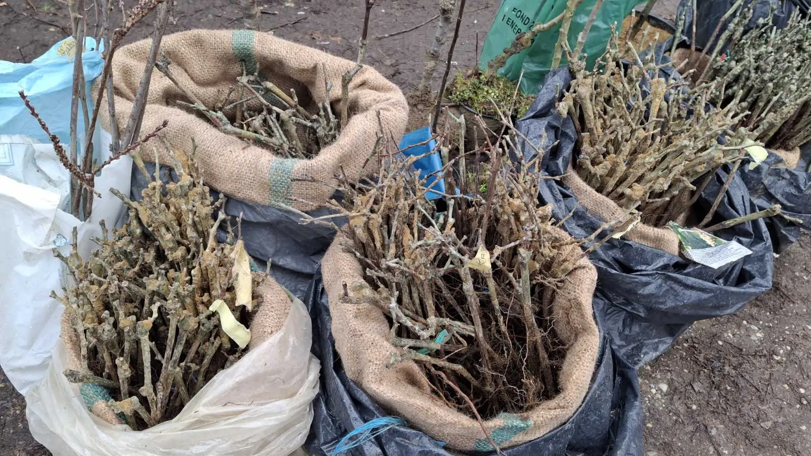 Sajam. Čakovec, 26.2 (18)