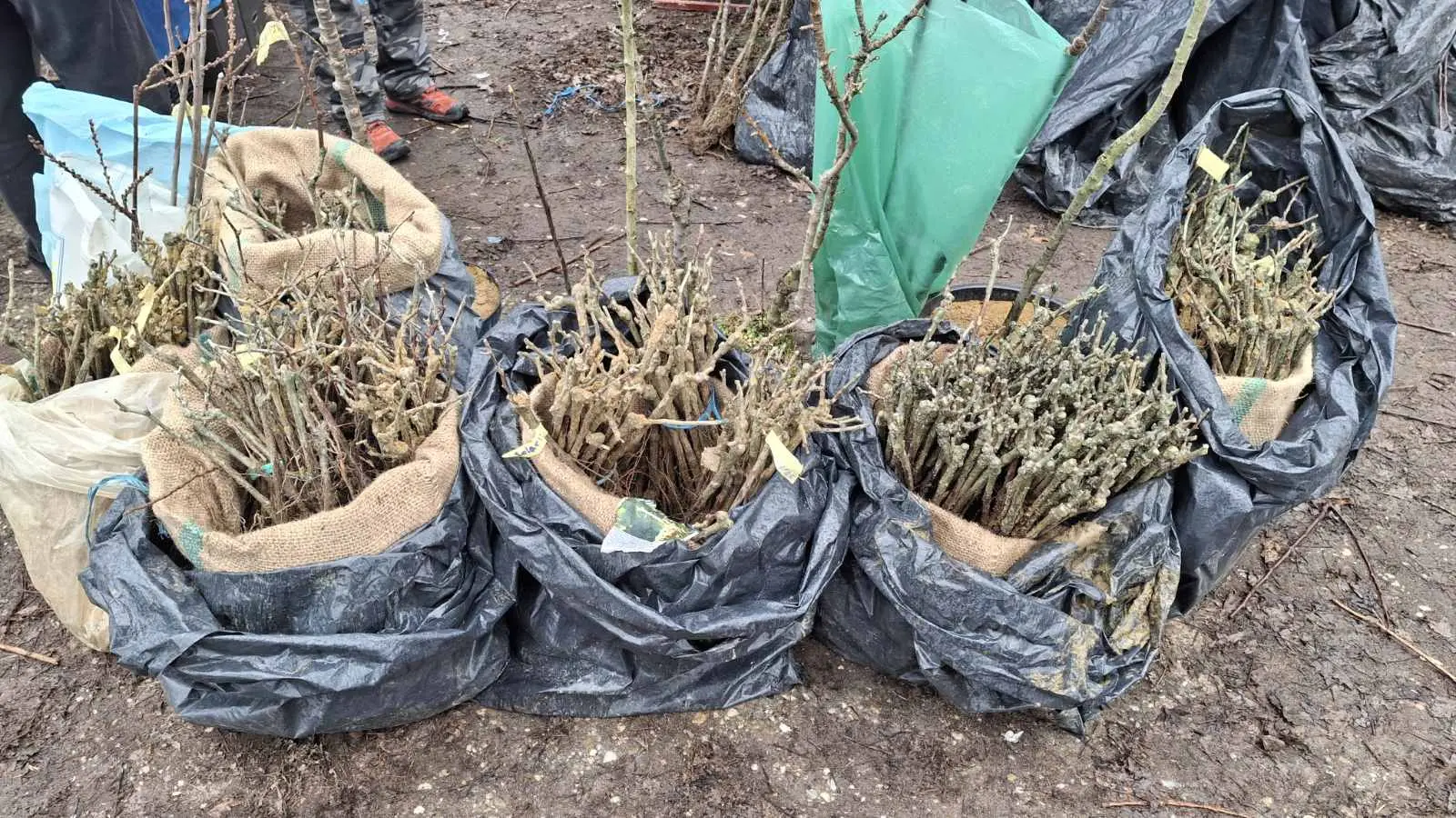 Sajam. Čakovec, 26.2 (19)