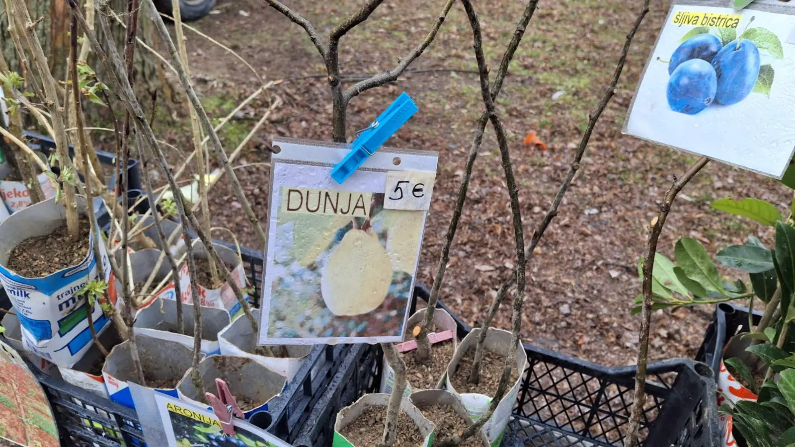 Sajam. Čakovec, 26.2 (23)