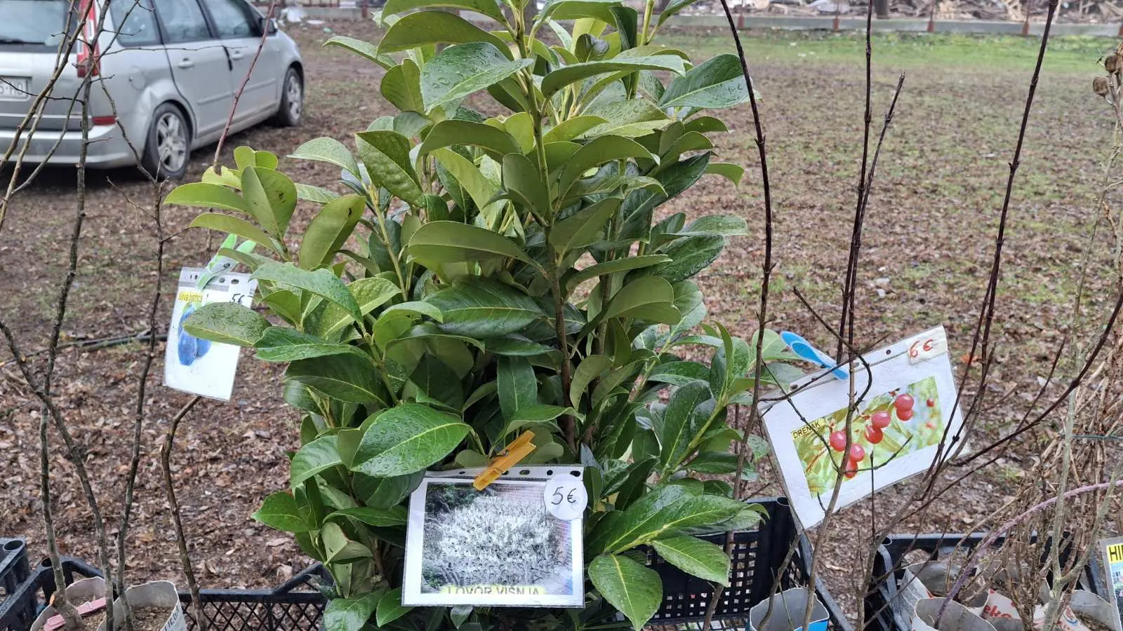 Sajam. Čakovec, 26.2 (24)