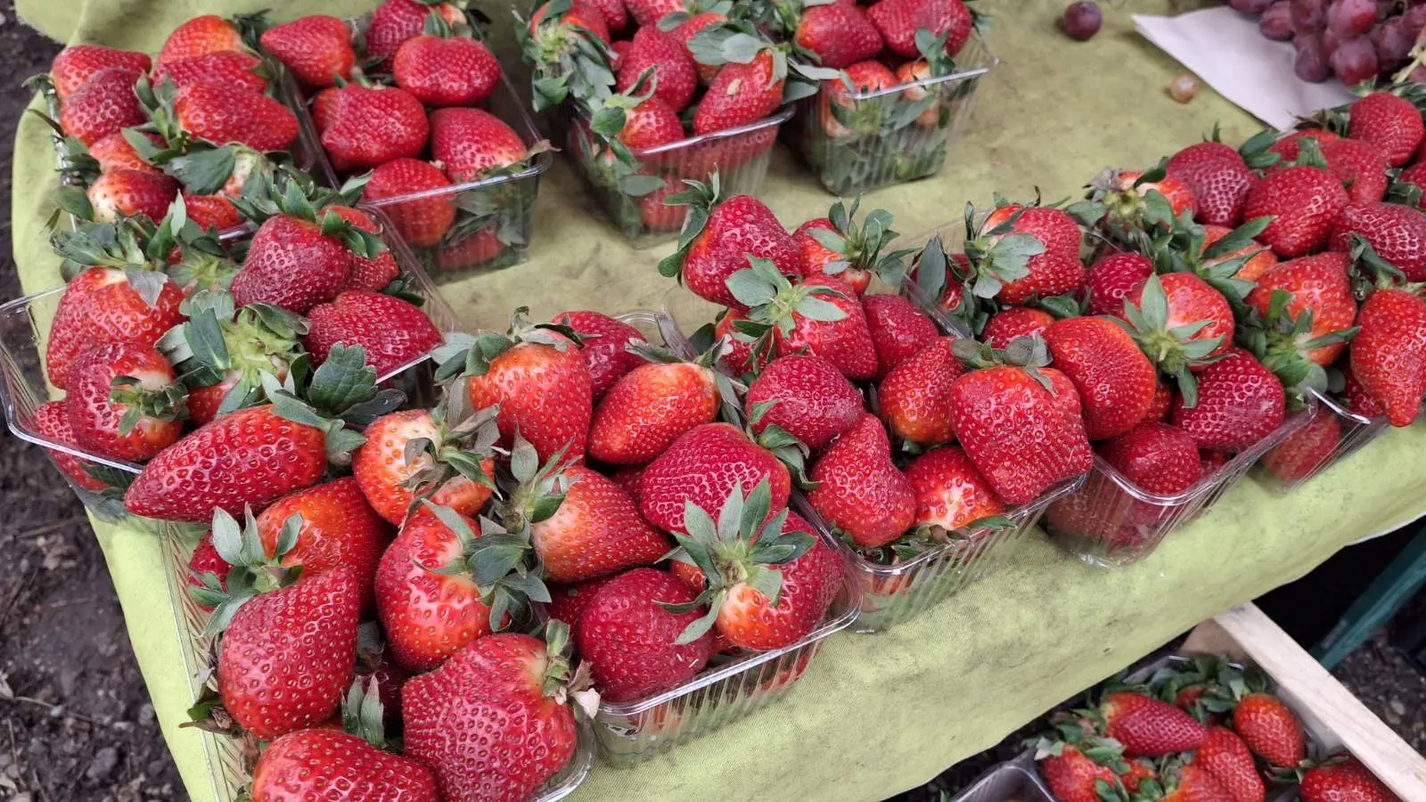 Sajam. Čakovec, 26.2 (33)