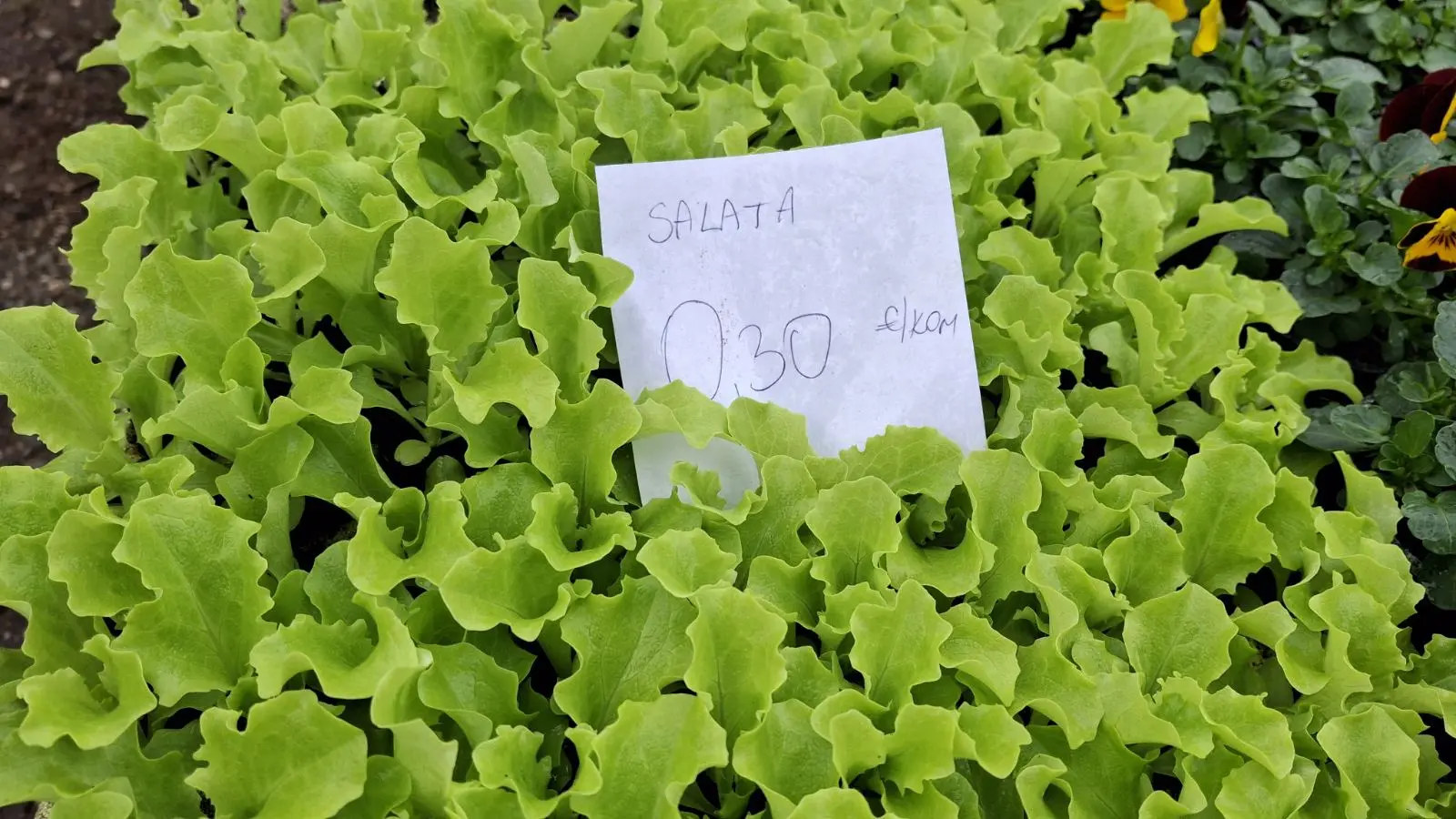 Sajam. Čakovec, 26.2 (37)