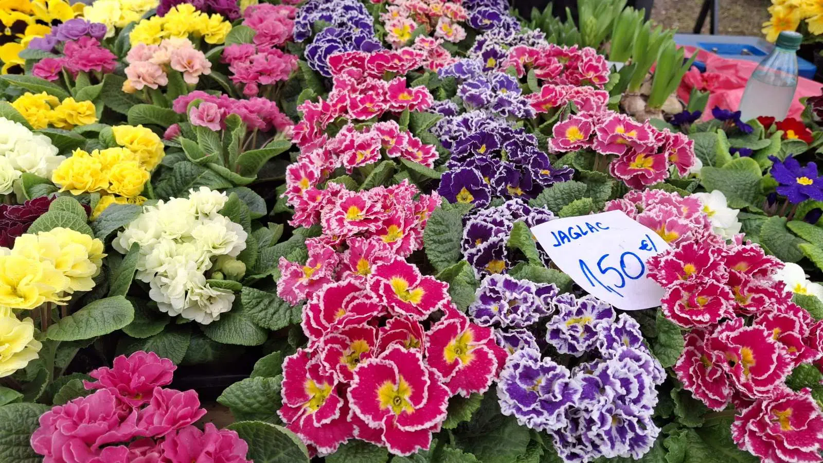 Sajam. Čakovec, 26.2 (38)