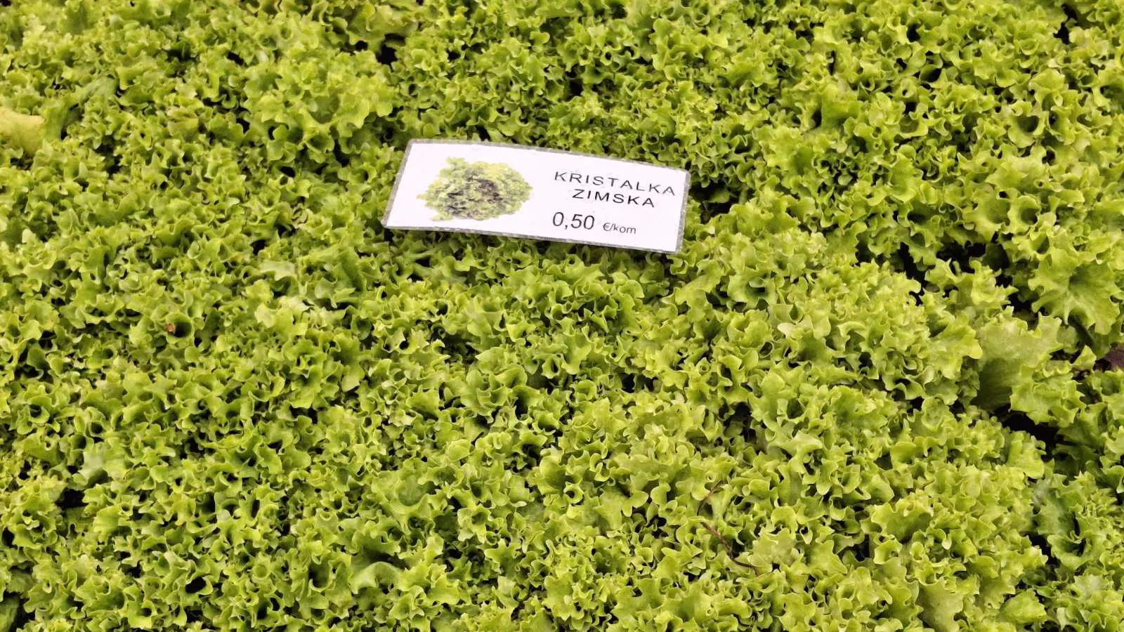 Sajam. Čakovec, 26.2 (7)