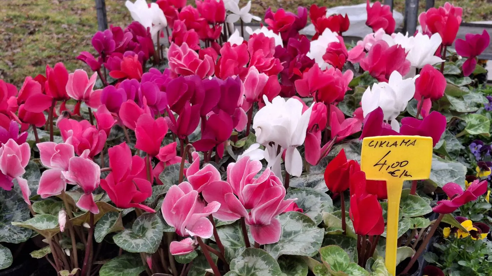 Sajam. Čakovec, 26.2 (8)