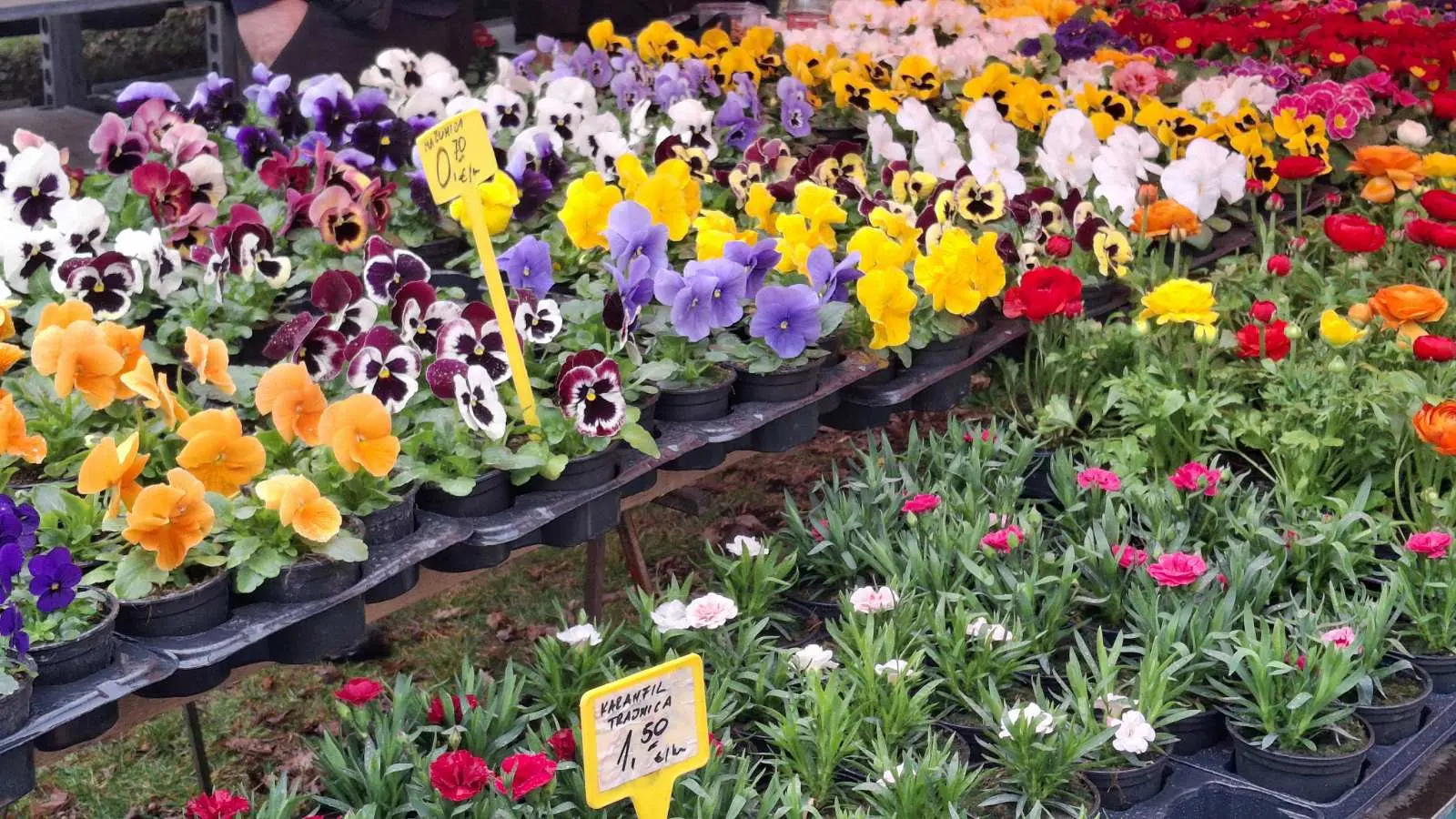 Sajam. Čakovec, 26.2 (9)