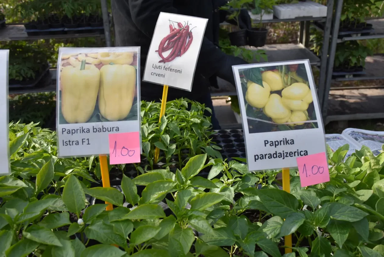 Sajam. Čakovec, 9.4 (36)