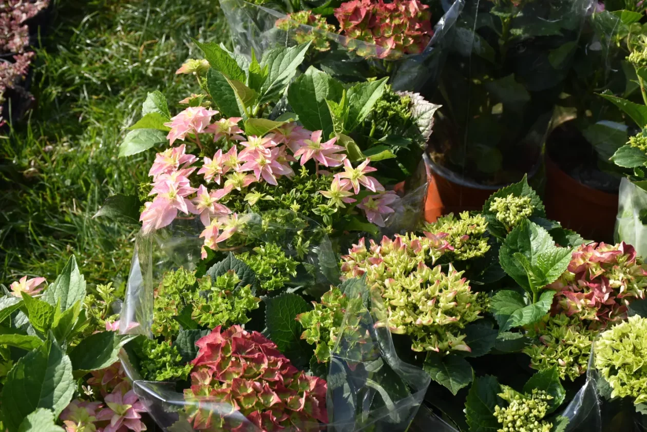 Sajam. Čakovec, 9.4 (47)