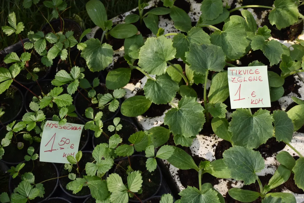 Sajam. Čakovec, 9.4 (50)