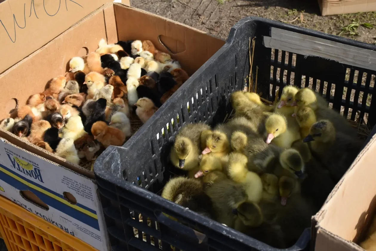 Sajam. Čakovec, 9.4 (59)