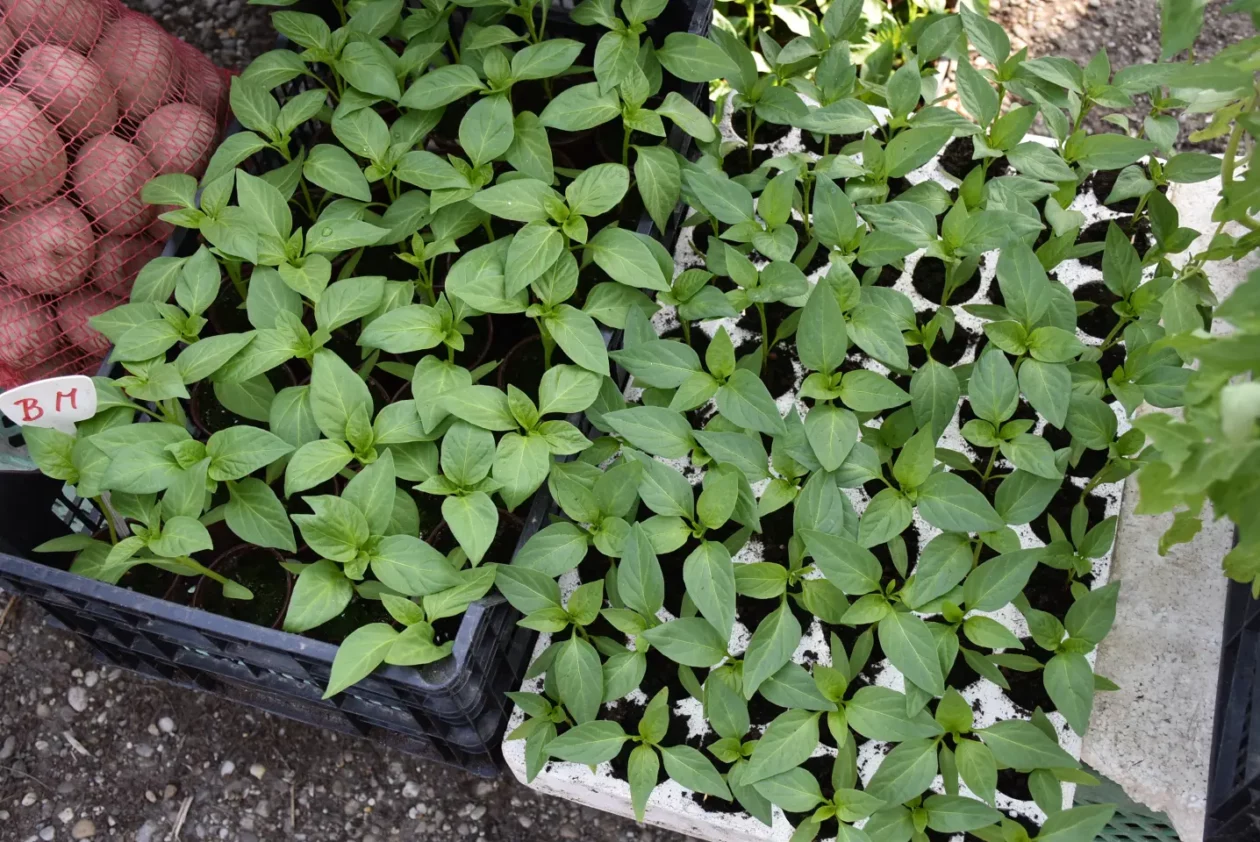 Sajam. Čakovec, 9.4 (7)