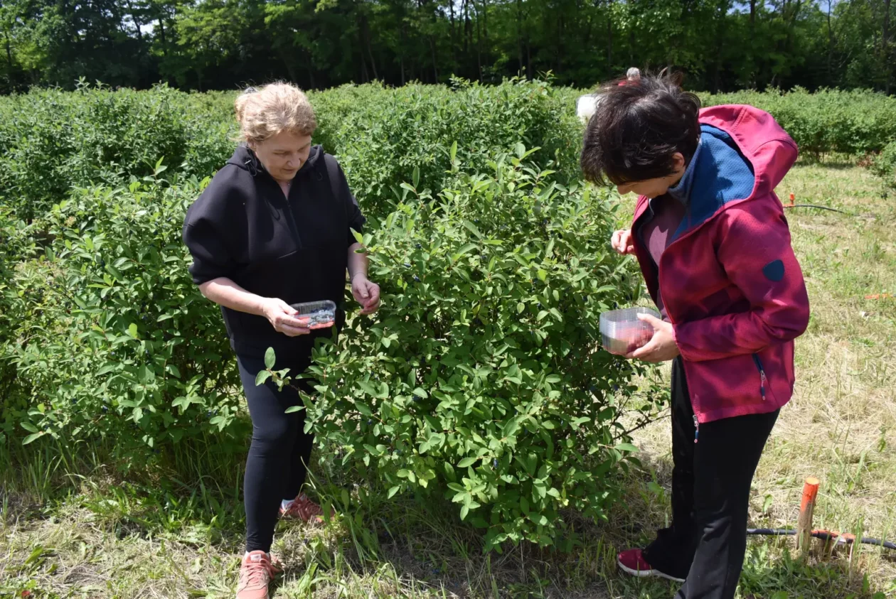 Samoberba, Prelog, Čonkaš, Haskap 2025 (10) Samoberba, Prelog, Čonkaš, Haskap 2025 (10)