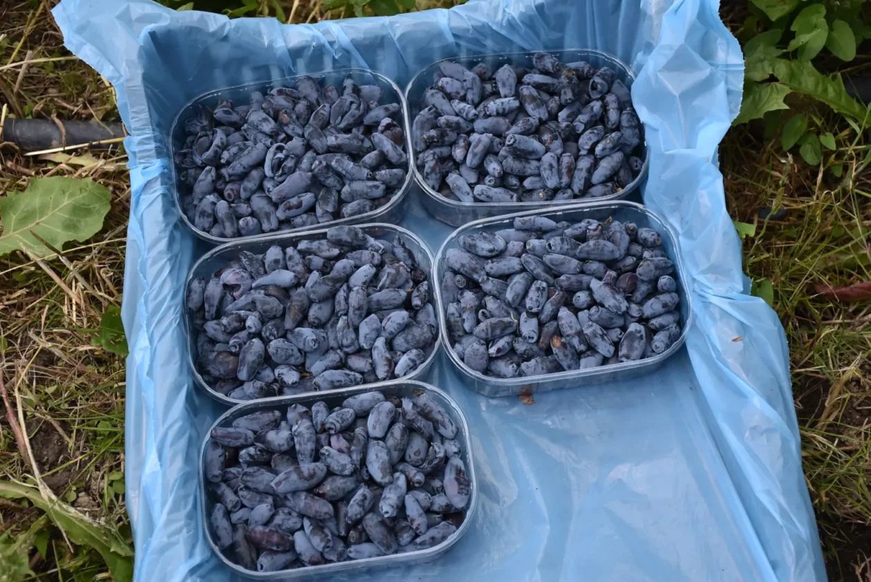 Samoberba, Prelog, Čonkaš, Haskap 2025 (11)