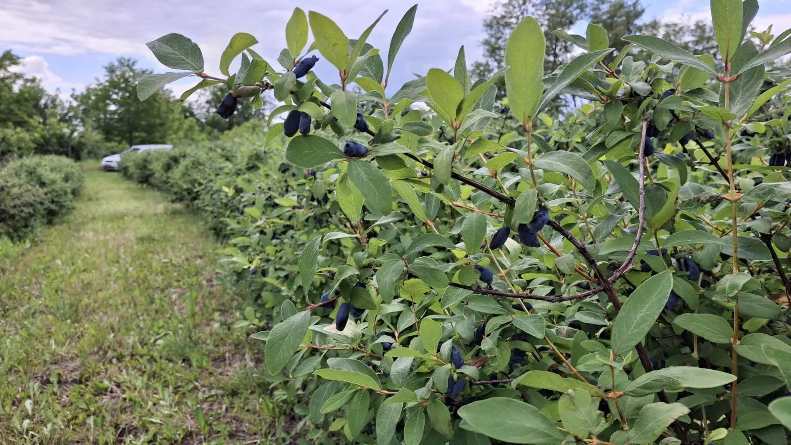 Samoberba, Prelog, Čonkaš, Haskap 2025 (18)