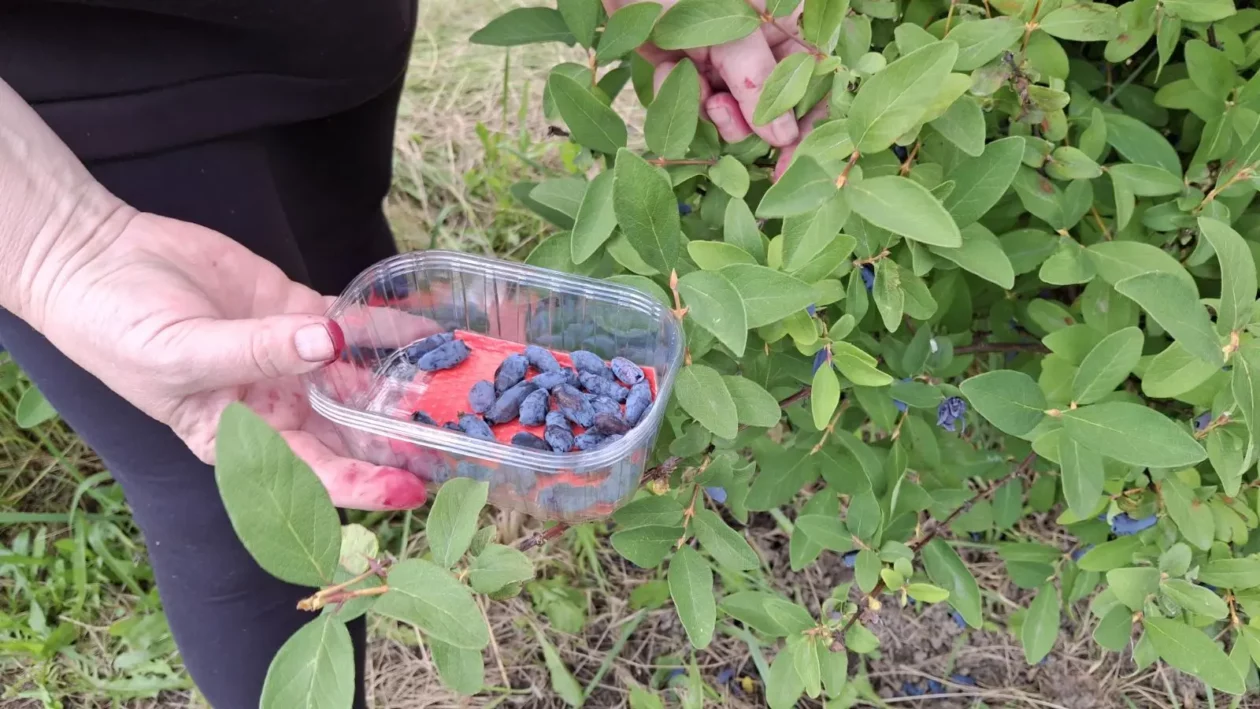 Samoberba, Prelog, Čonkaš, Haskap 2025 (19) Samoberba, Prelog, Čonkaš, Haskap 2025 (19)