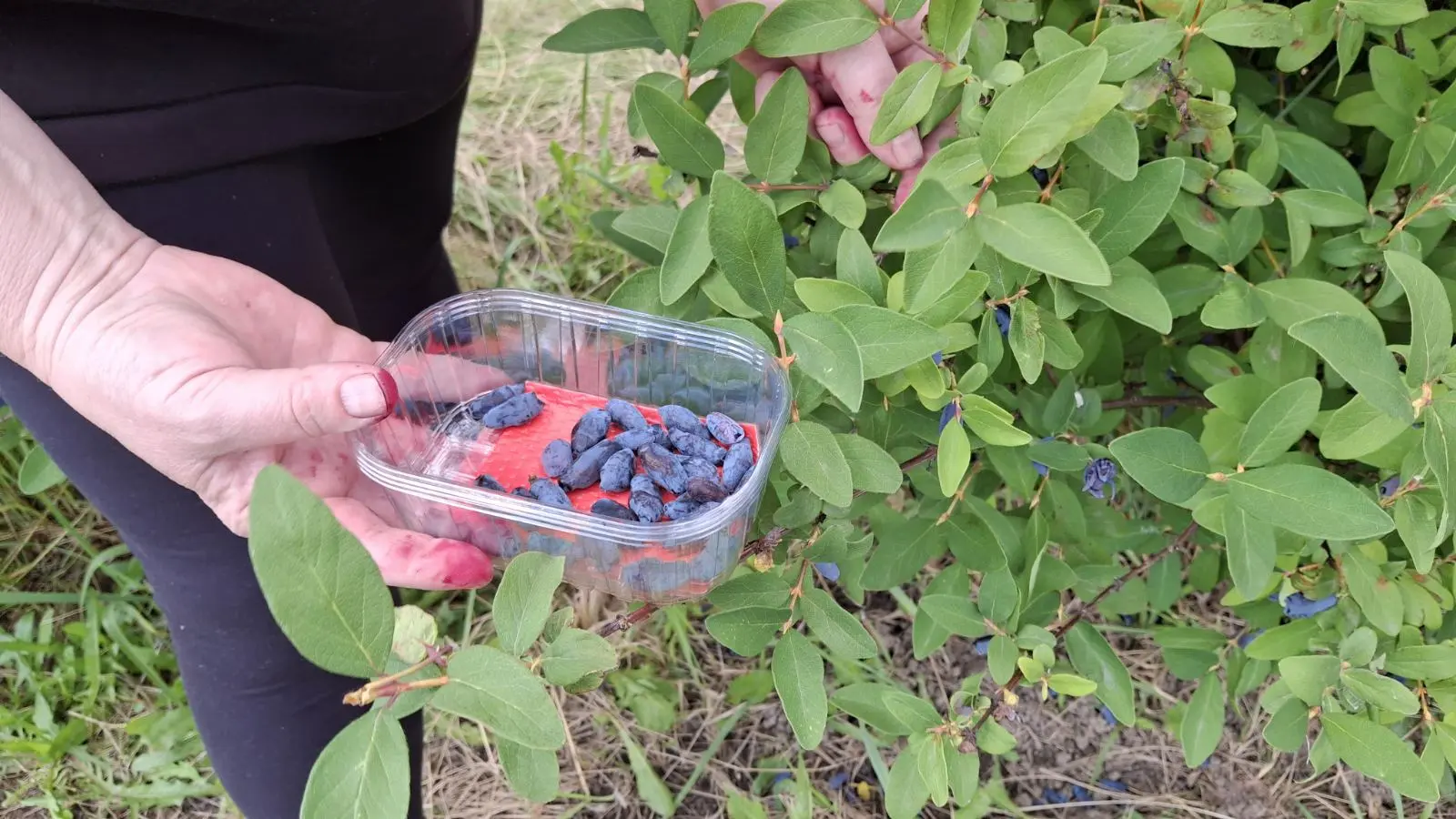 Samoberba, Prelog, Čonkaš, Haskap 2025 (19)