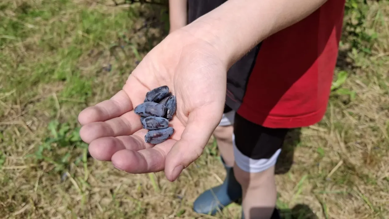 Samoberba, Prelog, Čonkaš, Haskap 2025 (22)