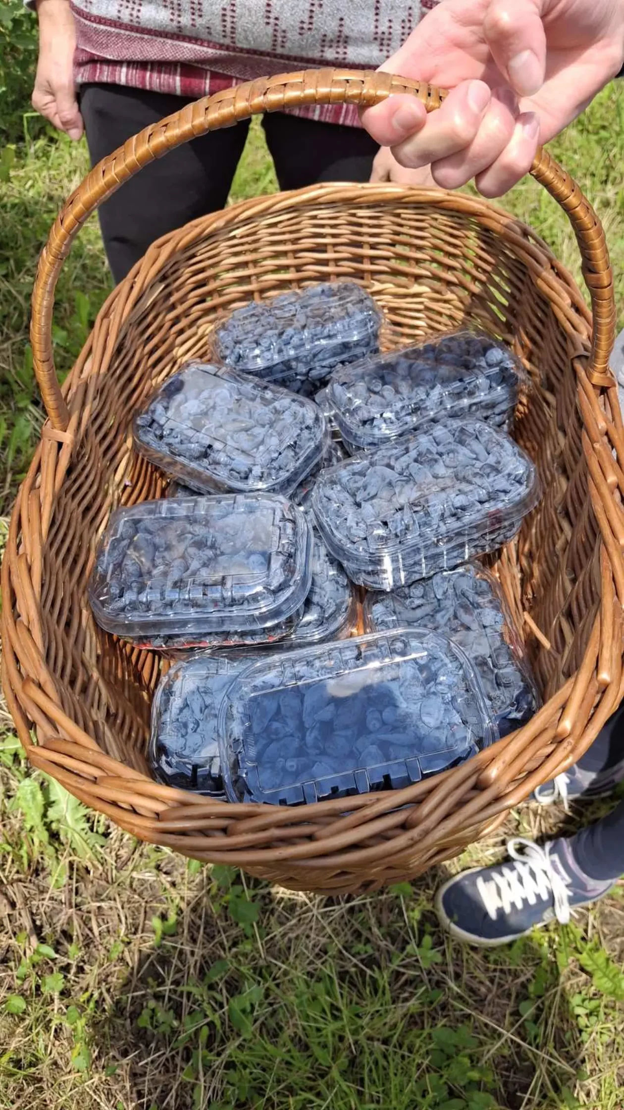 Samoberba, Prelog, Čonkaš, Haskap 2025 (23) Samoberba, Prelog, Čonkaš, Haskap 2025 (23)