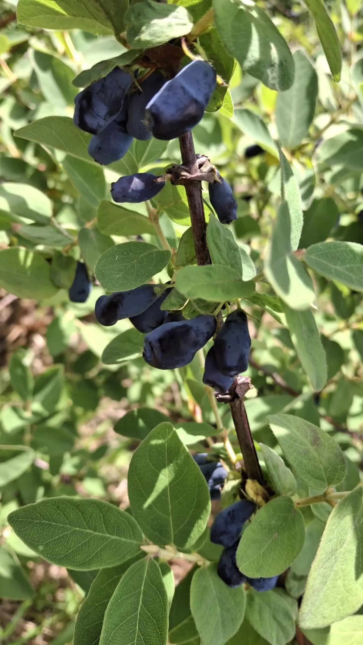 Samoberba, Prelog, Čonkaš, Haskap 2025 (24)