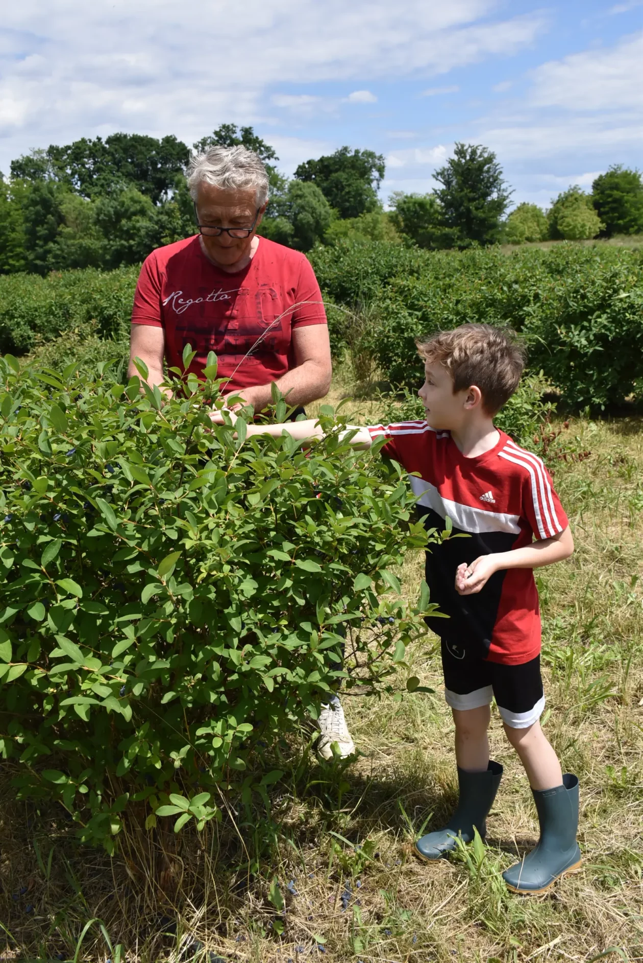 Samoberba, Prelog, Čonkaš, Haskap 2025 (7) Samoberba, Prelog, Čonkaš, Haskap 2025 (7)