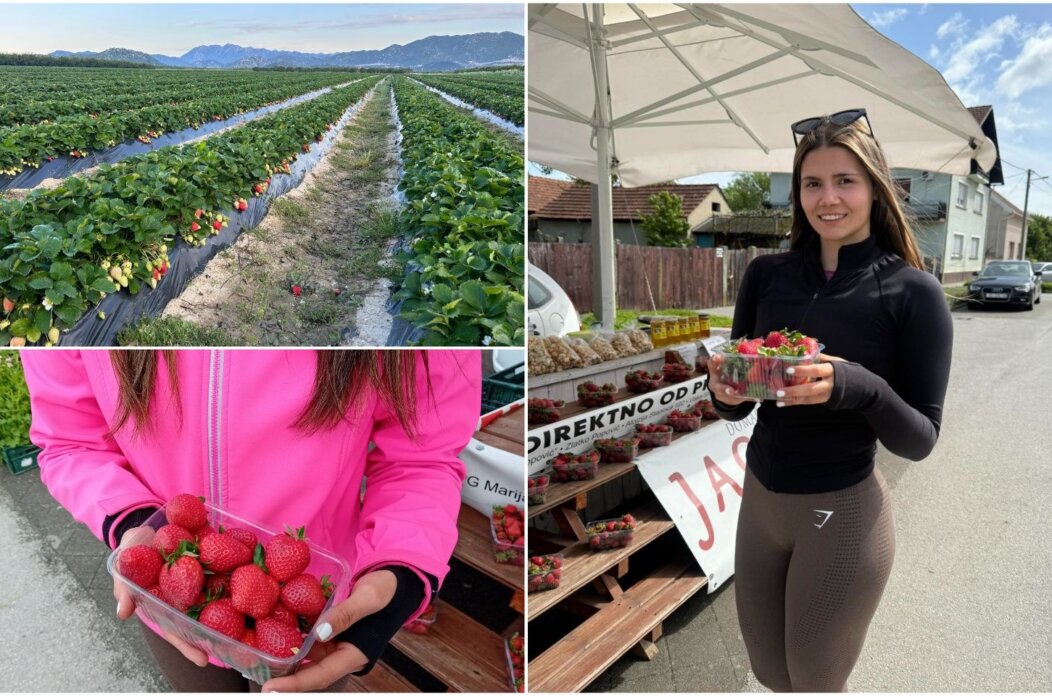 Saša Leskovar ČK - jagode (6)