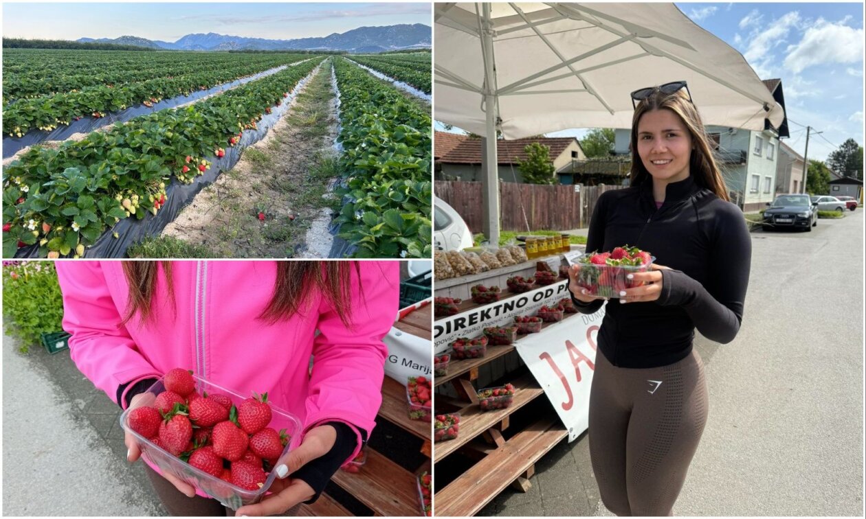 Saša Leskovar ČK - jagode (6)