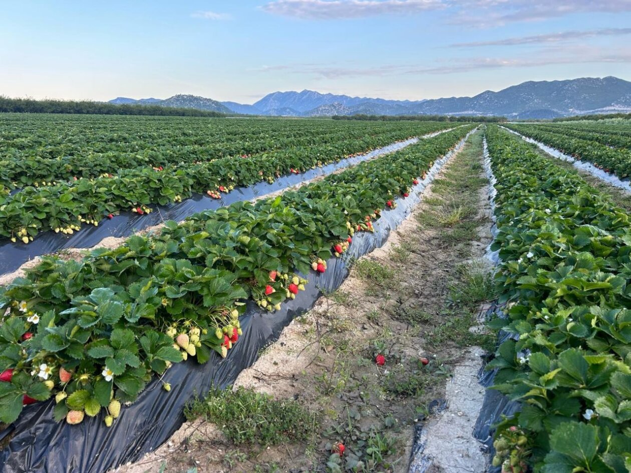 Saša Leskovar ČK - jagode (6)