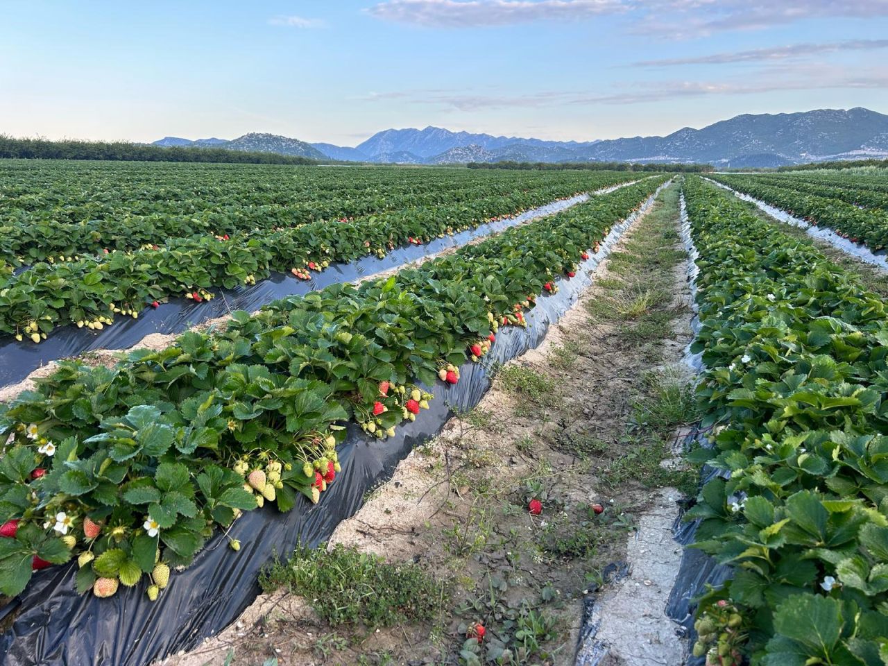 Saša Leskovar ČK - jagode (6)
