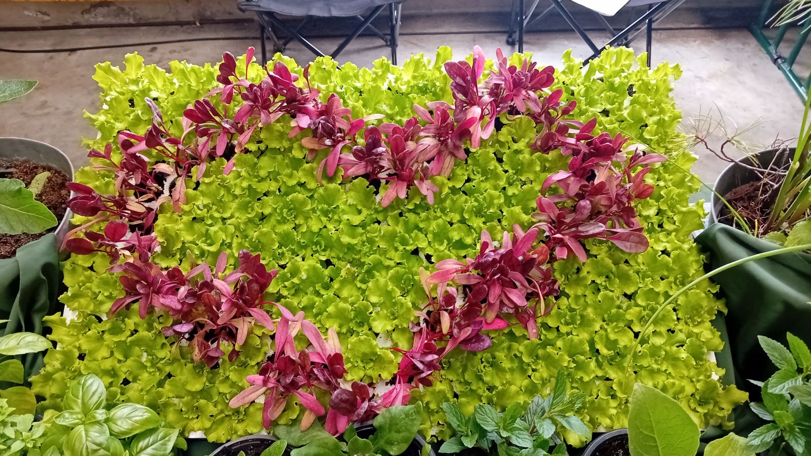 Saša i Lovro Preložnjak Čili papričice 1 Saša i Lovro Preložnjak Čili papričice 8