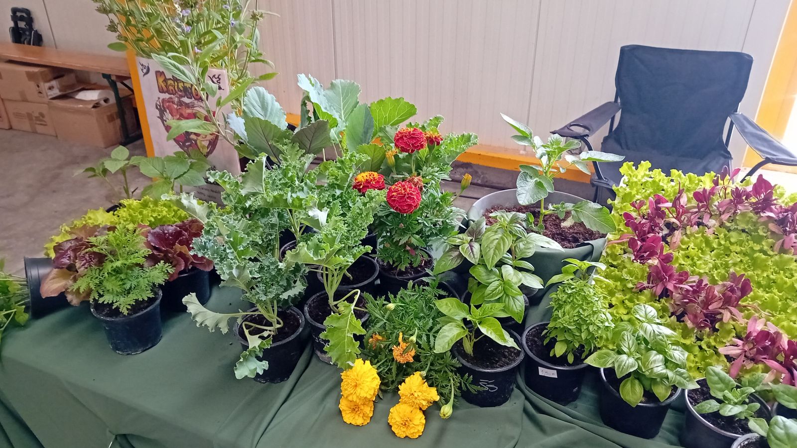 Saša i Lovro Preložnjak Čili papričice 10 Saša i Lovro Preložnjak Čili papričice 8