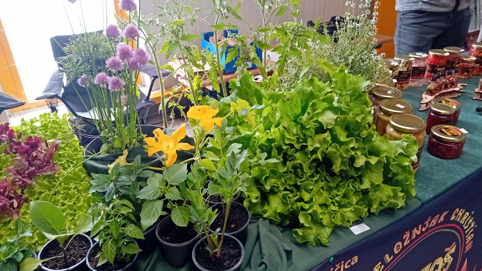 Saša i Lovro Preložnjak Čili papričice 12 Saša i Lovro Preložnjak Čili papričice 8