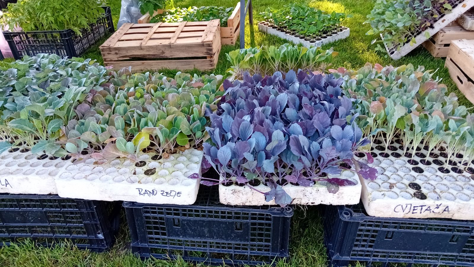 Saša i Lovro Preložnjak Čili papričice 4 Saša i Lovro Preložnjak Čili papričice 8