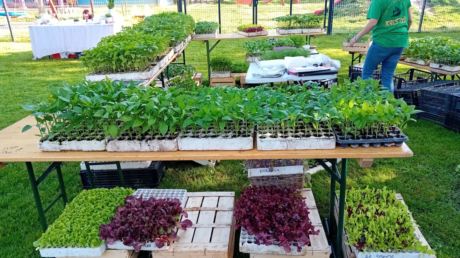 Saša i Lovro Preložnjak Čili papričice 6 Saša i Lovro Preložnjak Čili papričice 8