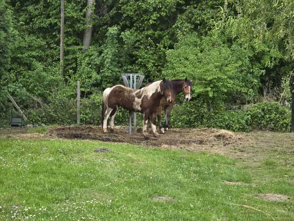 Selnica – izlet u Krapinu (9) Selnica – izlet u Krapinu (9)