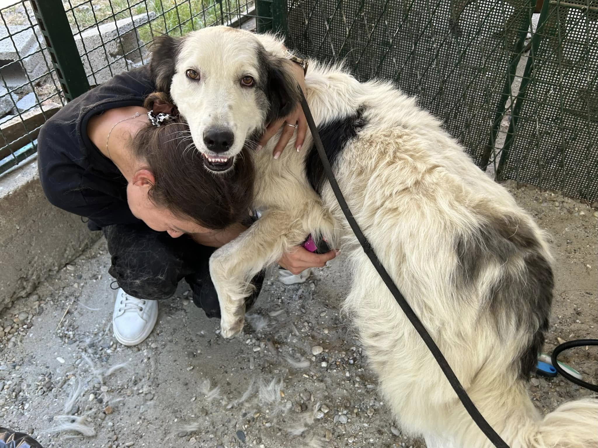 Silvija Kunić,azil (14)