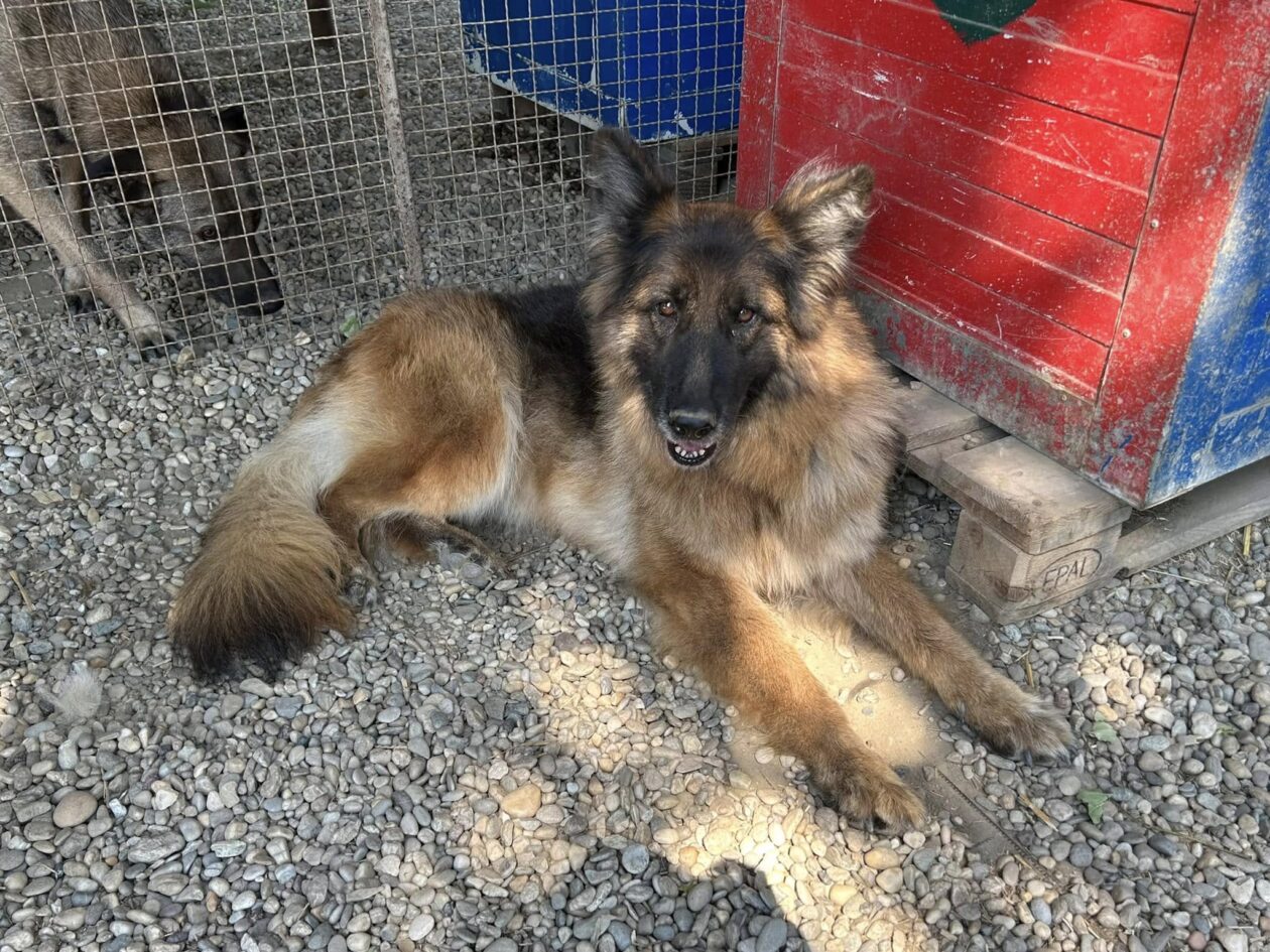 Silvija Kunić,azil (2) Silvija Kunić,azil (2)