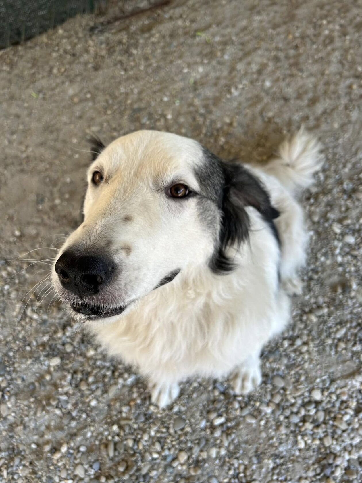 Silvija Kunić,azil (8) Silvija Kunić,azil (8)