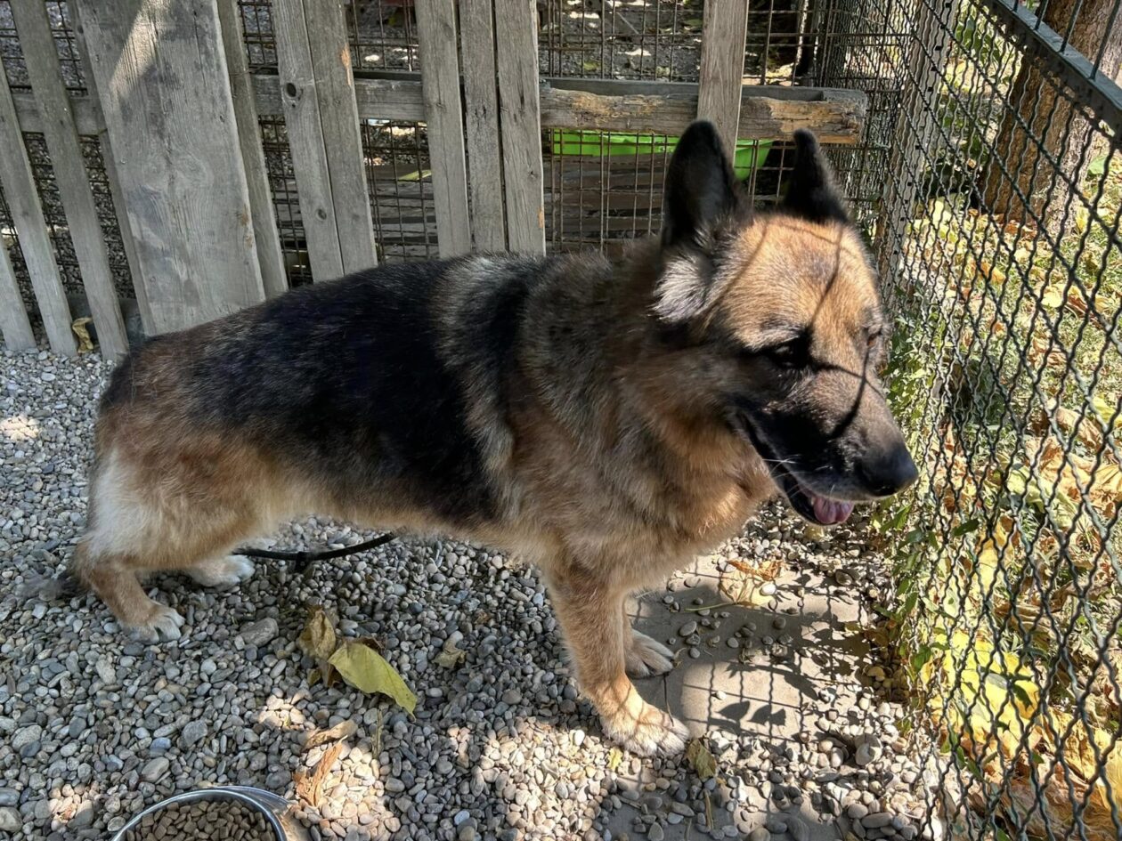 Silvija Kunić,azil (9) Silvija Kunić,azil (9)