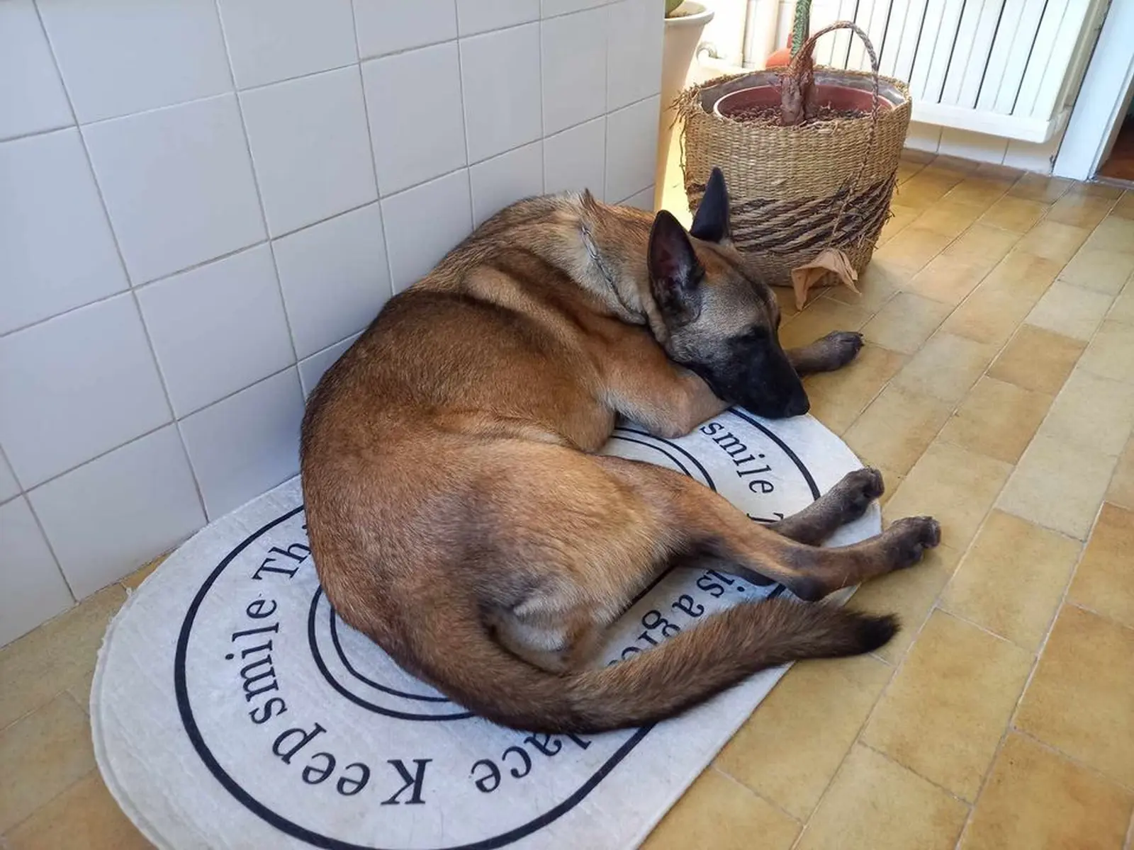 Sklonište Prijatelji, udomljavanje (3) Sklonište Prijatelji, udomljavanje (3)