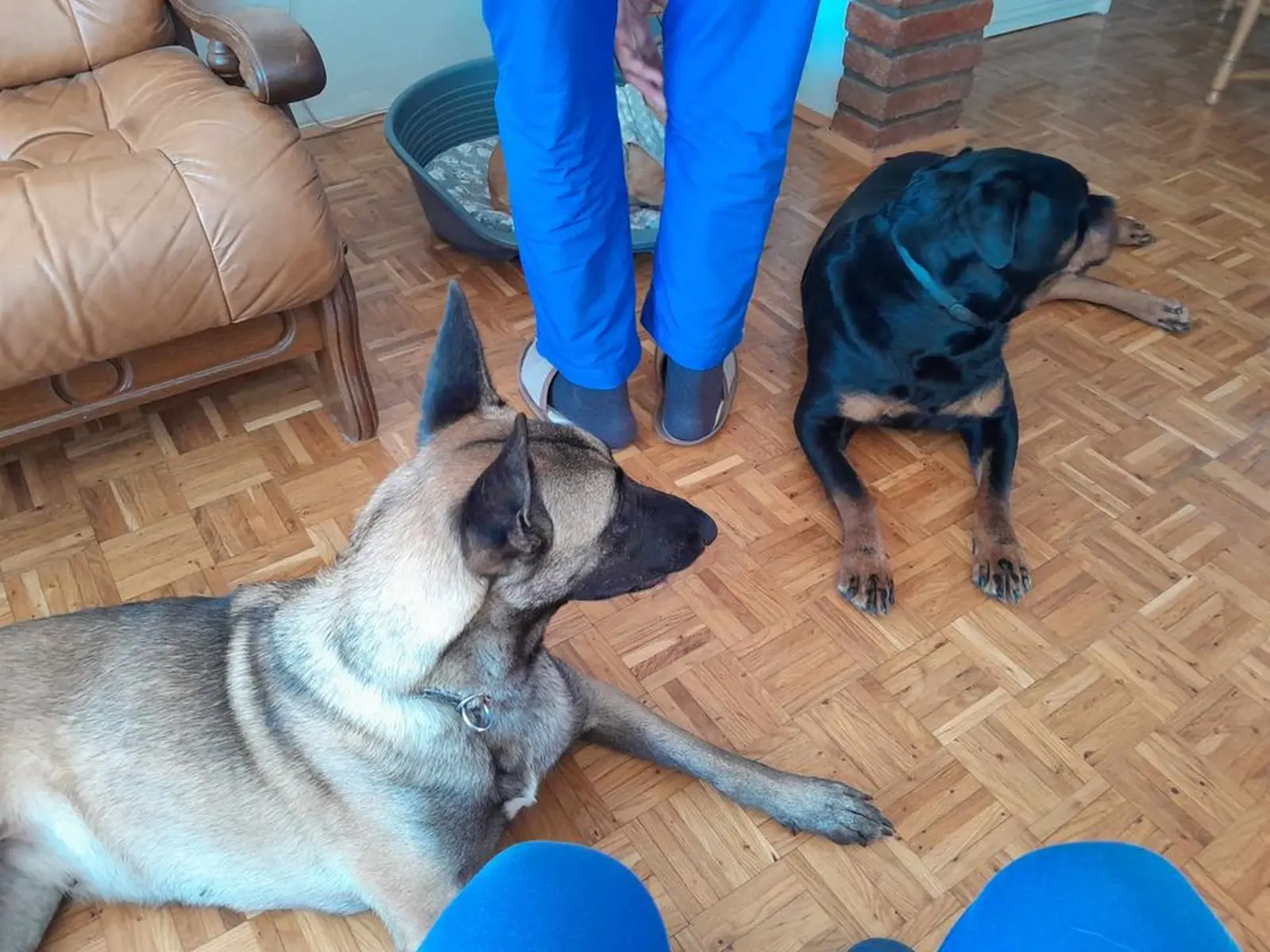 Sklonište Prijatelji, udomljavanje (4) Sklonište Prijatelji, udomljavanje (4)