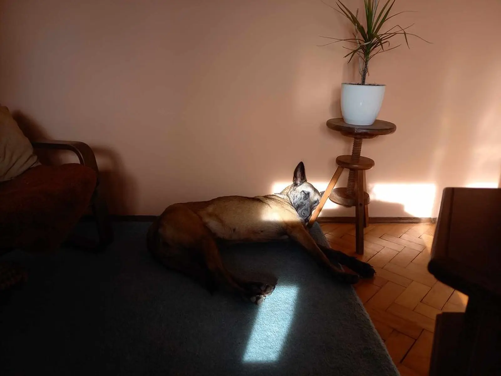 Sklonište Prijatelji, udomljavanje (5) Sklonište Prijatelji, udomljavanje (5)