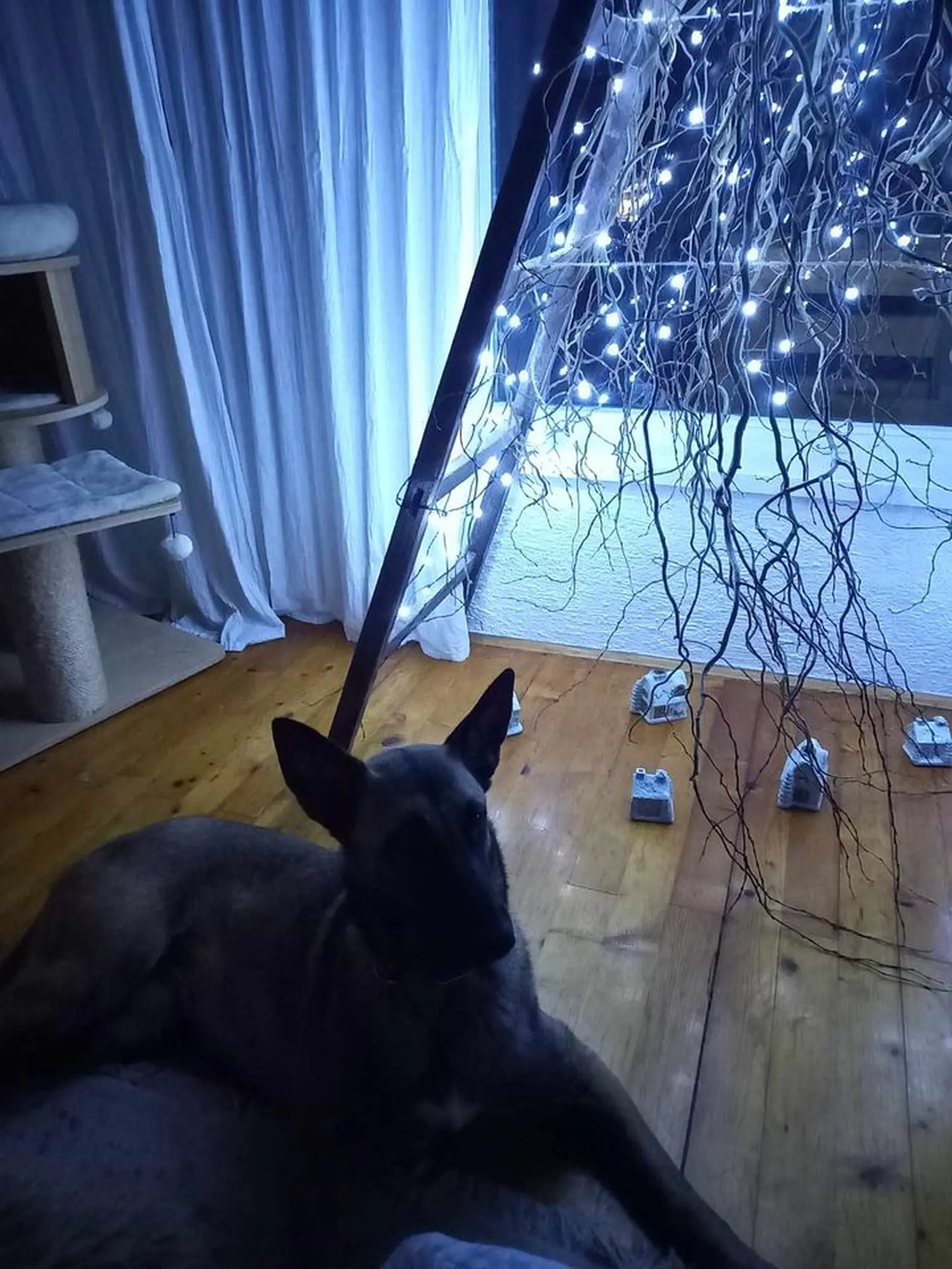 Sklonište Prijatelji, udomljavanje (7) Sklonište Prijatelji, udomljavanje (7)