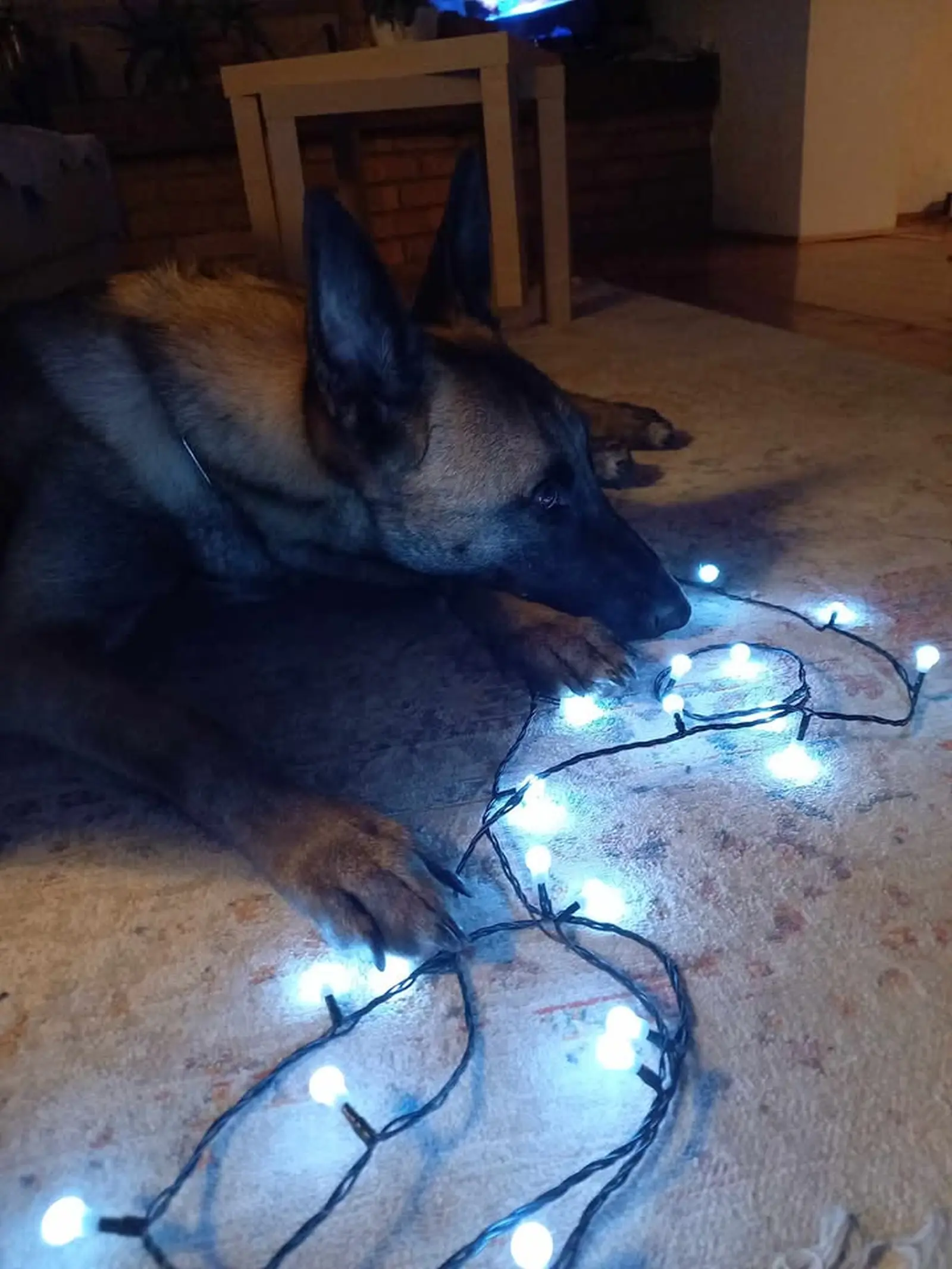 Sklonište Prijatelji, udomljavanje (8) Sklonište Prijatelji, udomljavanje (8)