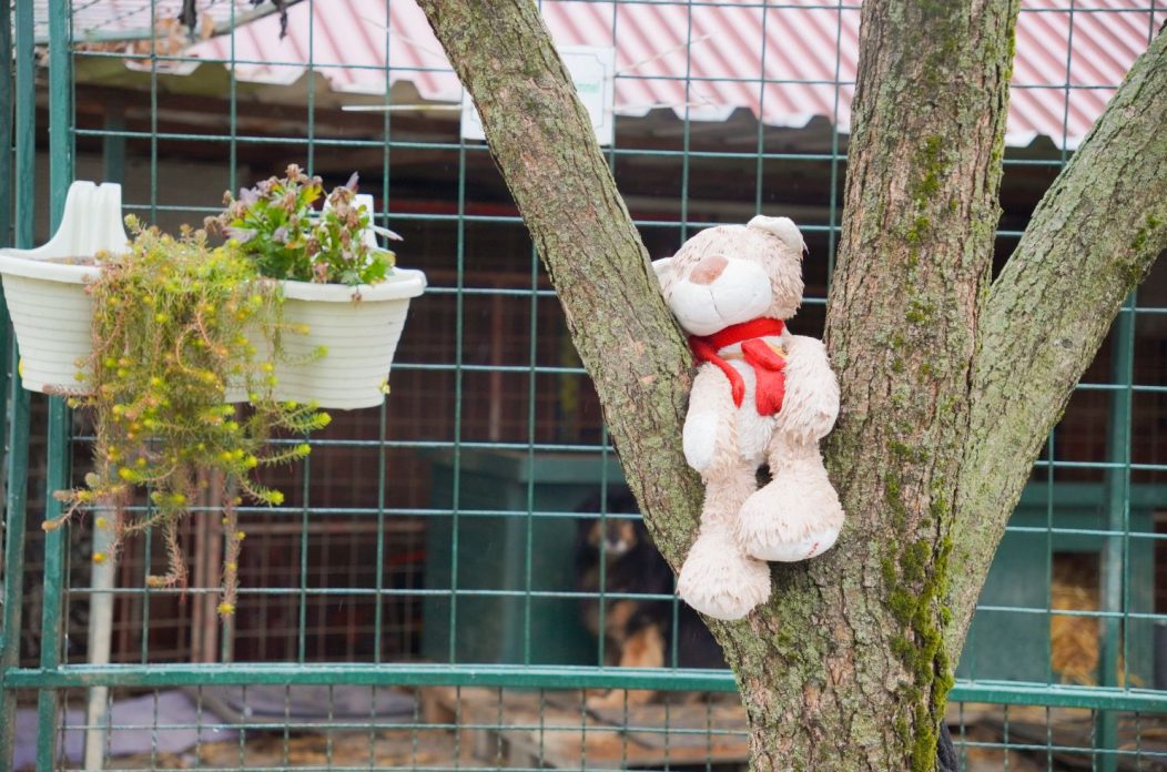 Sklonište za životinje azil Prijatelji volonteri (1)