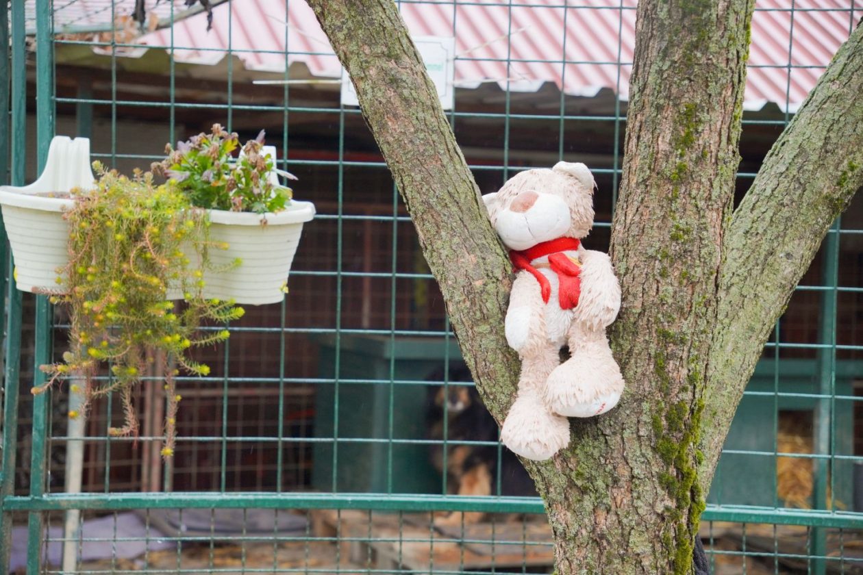 Sklonište za životinje azil Prijatelji volonteri (1)