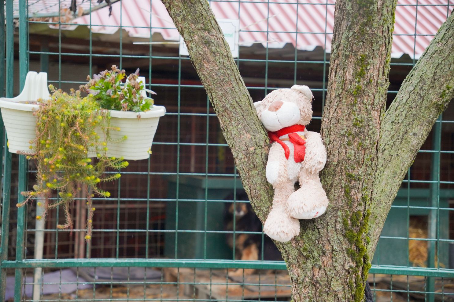 Sklonište za životinje azil Prijatelji volonteri (1)